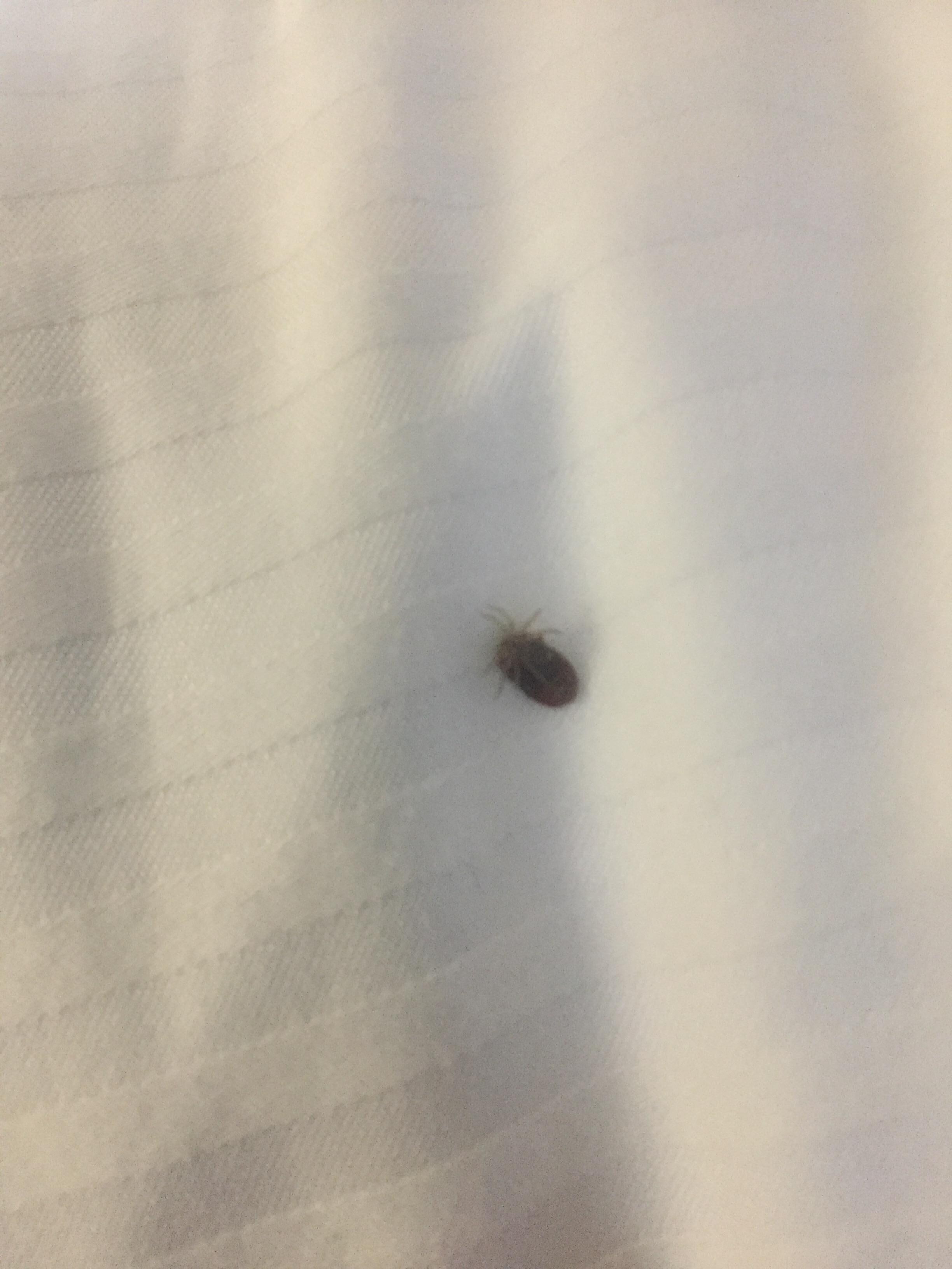 Tick sac