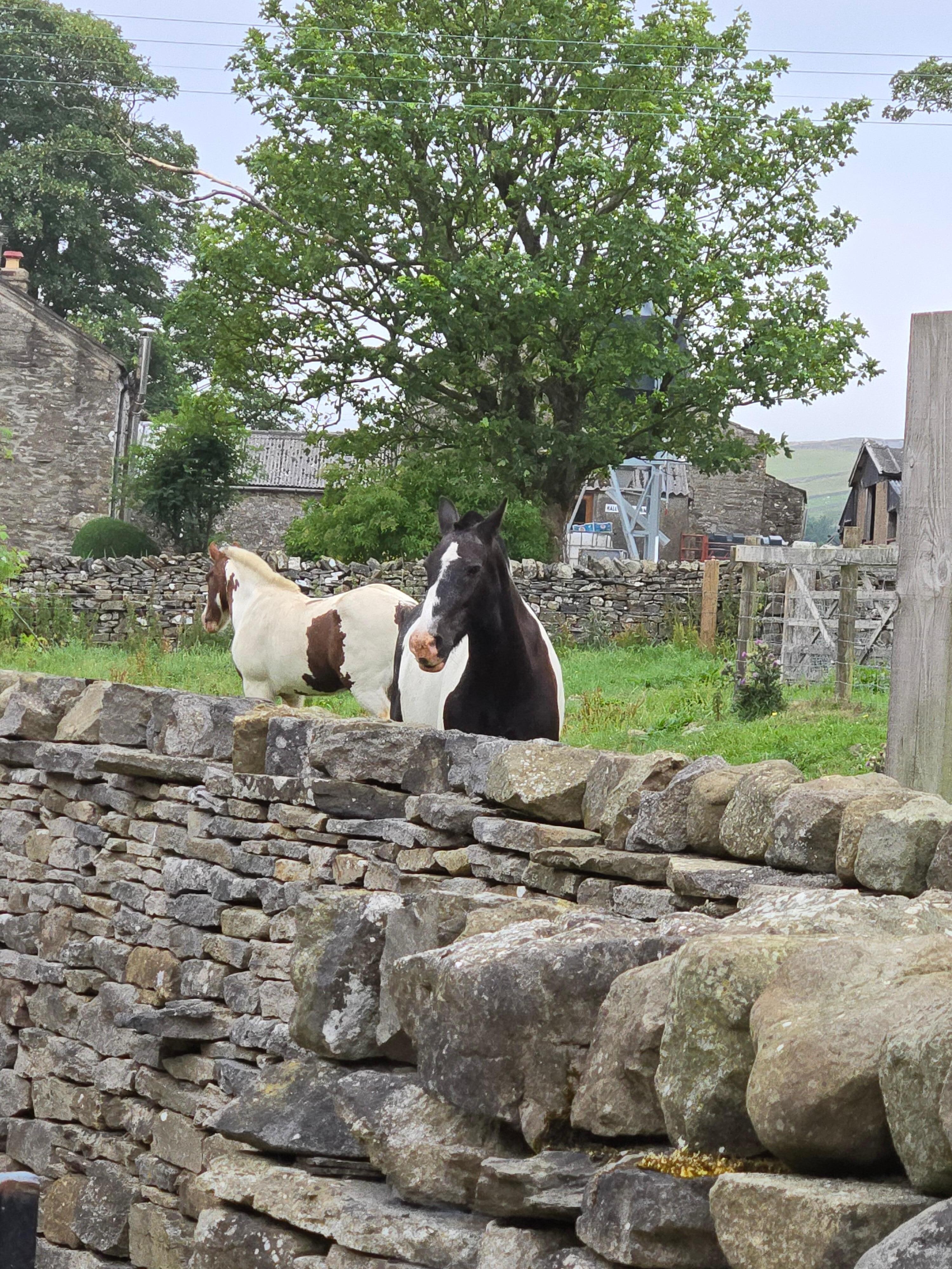 Fields out back can sometimes bring friends close by.