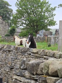 Fields out back can sometimes bring friends close by.