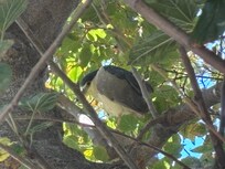 Black Crowned Night Heron