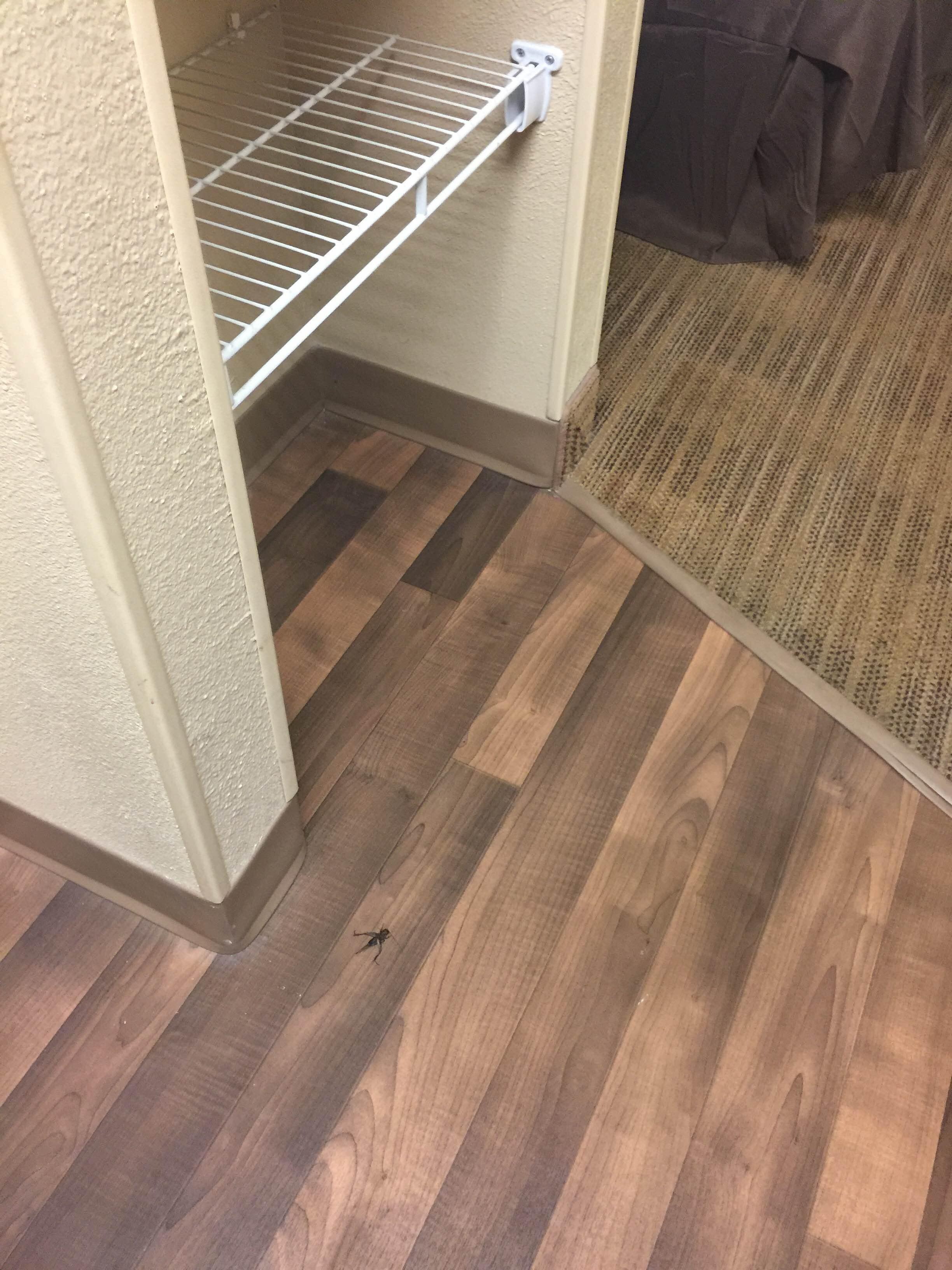 Cockroach inside the hotel room