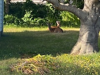 Deer in the backyard