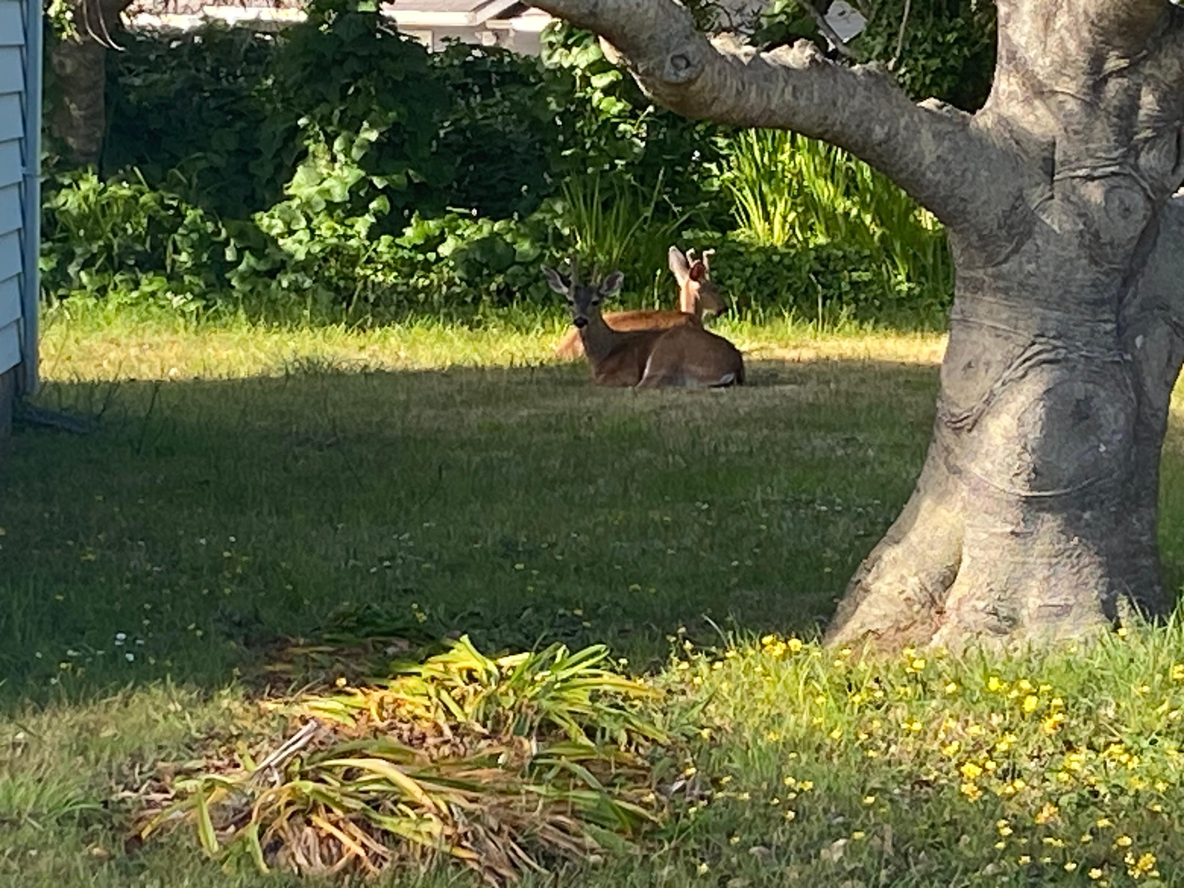 Deer in the backyard