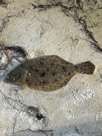Flounder