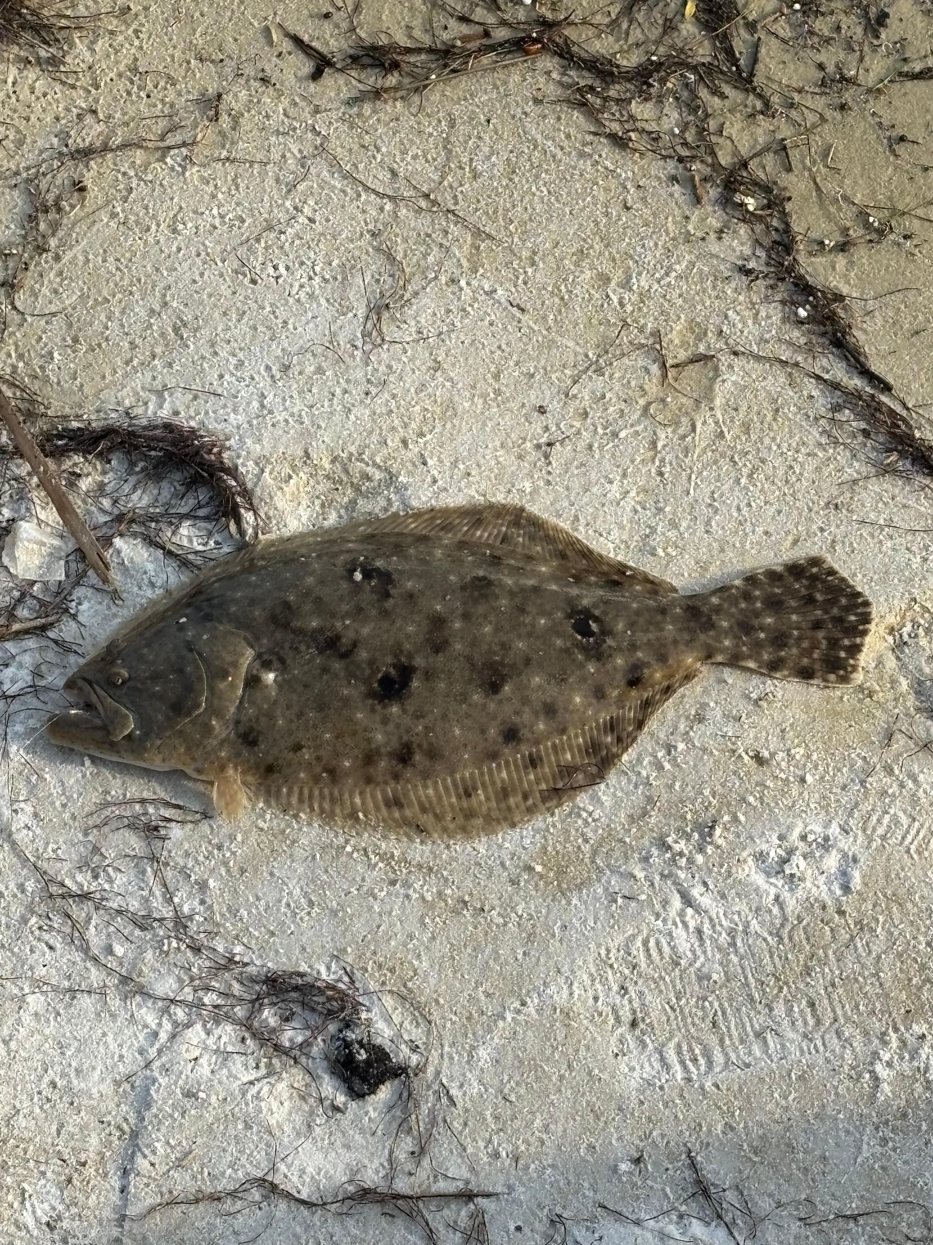 Flounder
