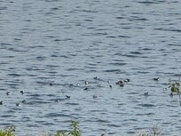 Puffins come into the cove to dine!