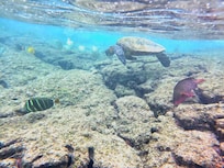 Snorkeling is a 4 min walk away!