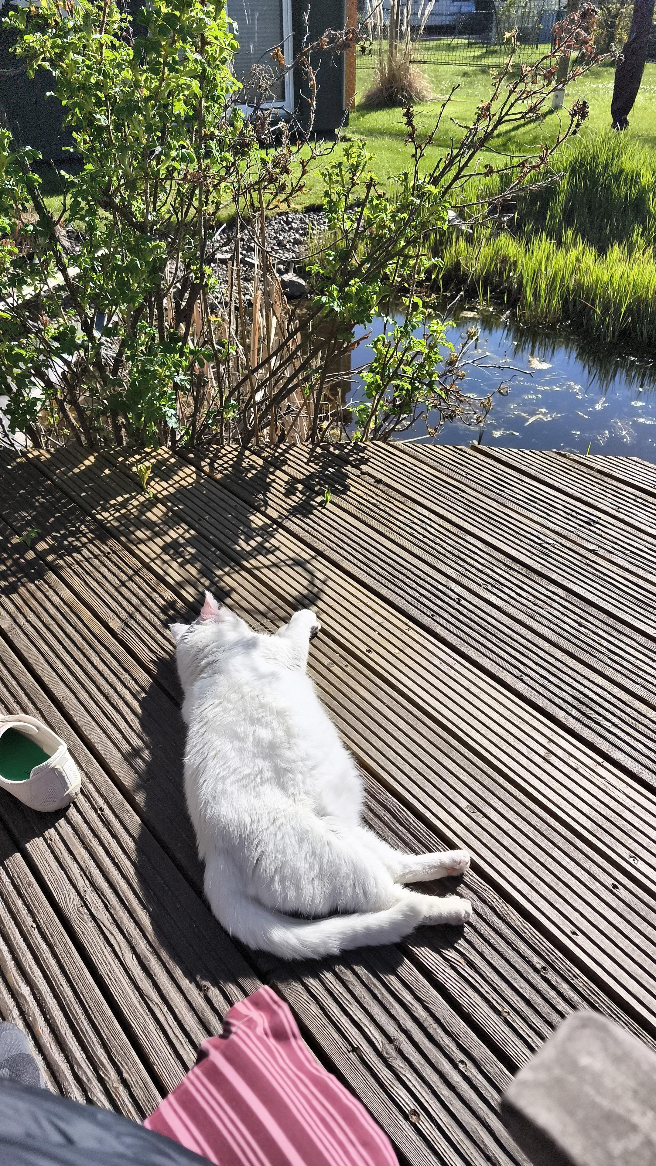 Sonniger Platz auf der Terrasse im Garten 