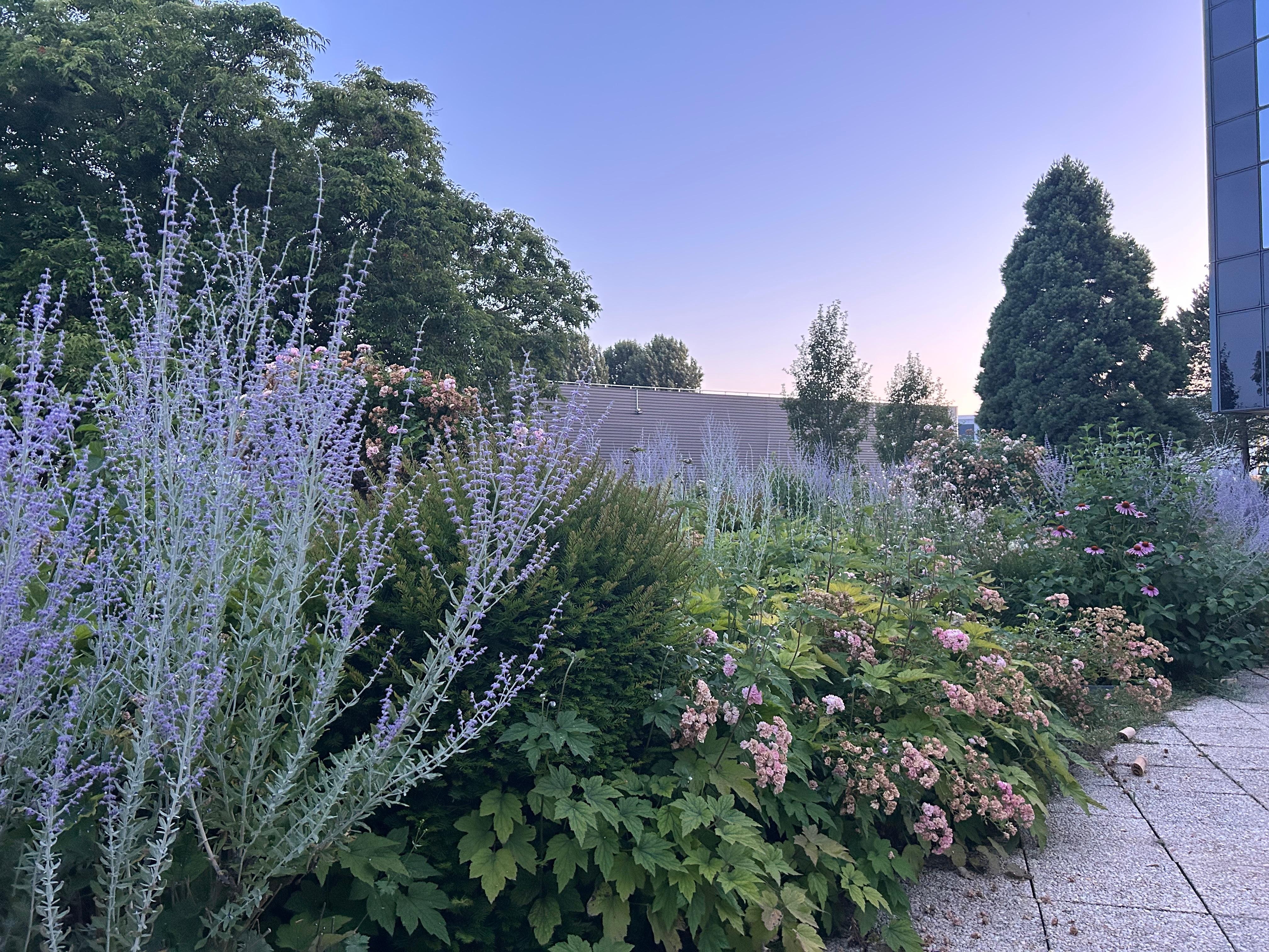Perennials on the terrasse