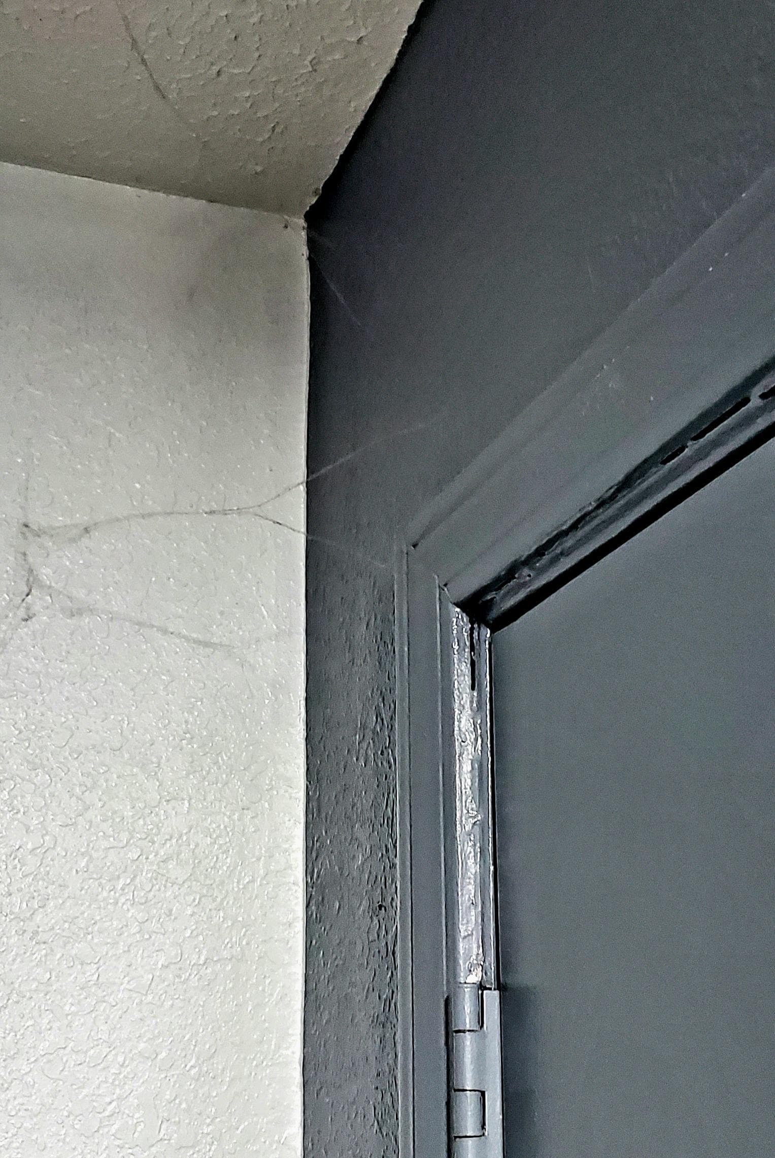 spider web