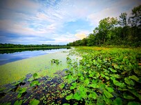 Fisk lake