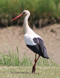 Storks are very common