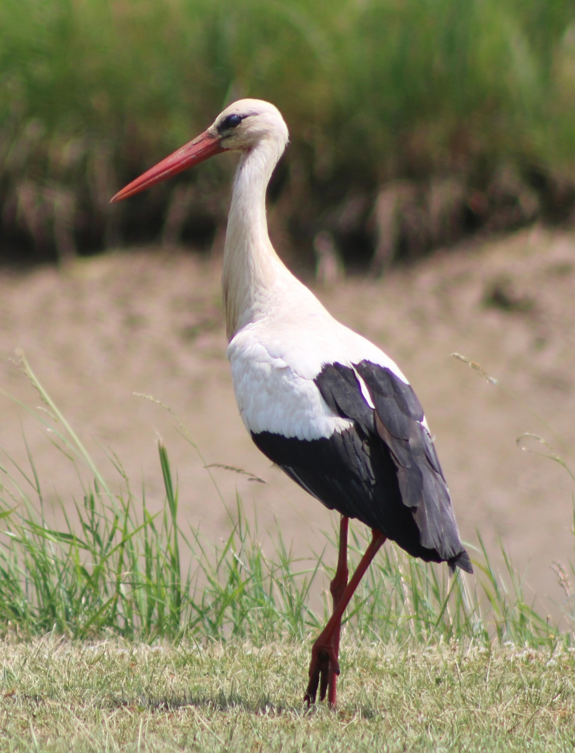 Storks are very common 