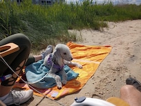 Izzy enjoying beach near condo.