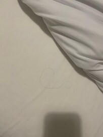 Hairs in the bed