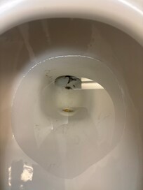 Toilet when we walked into the room