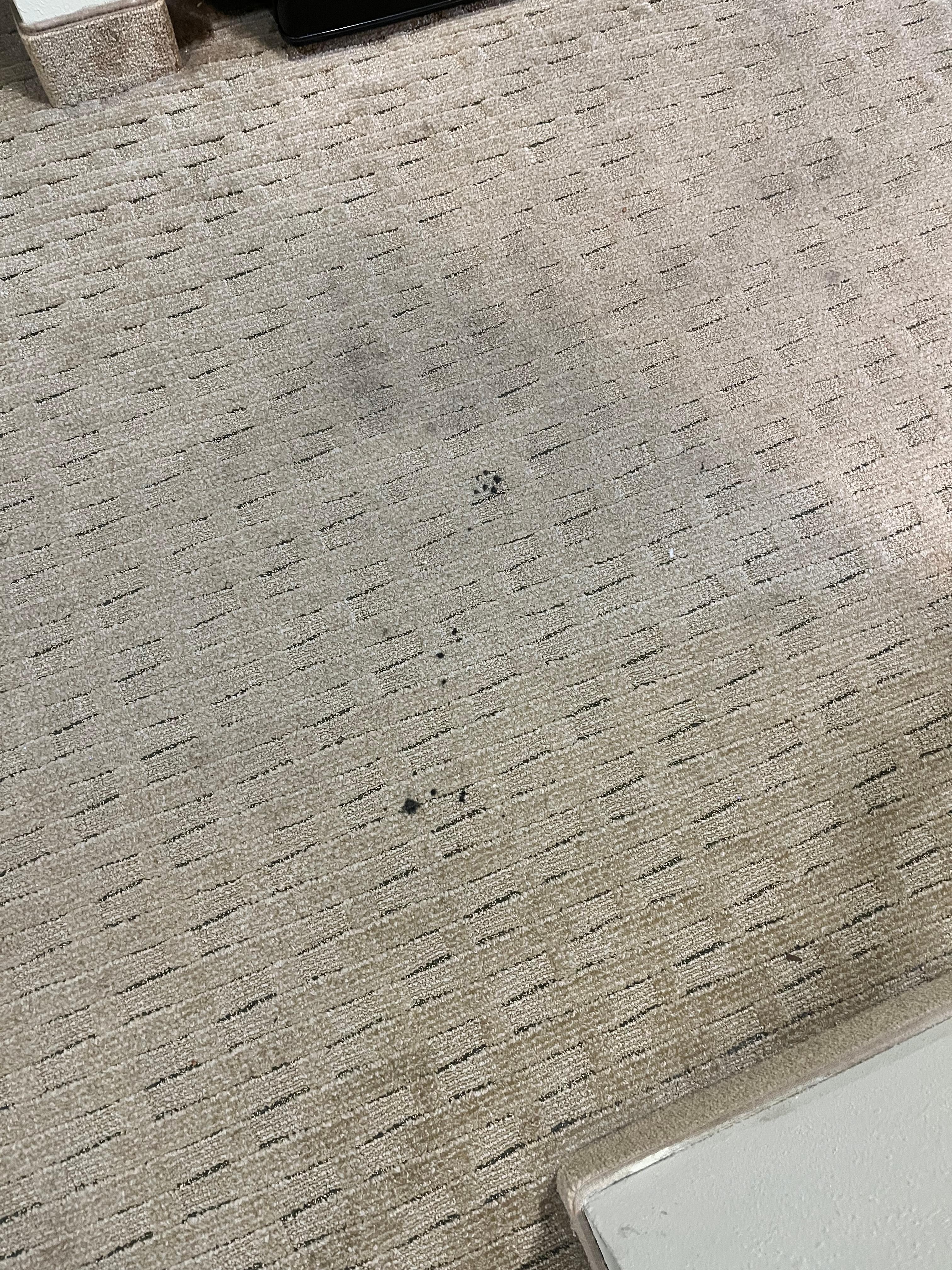 Stained carpet