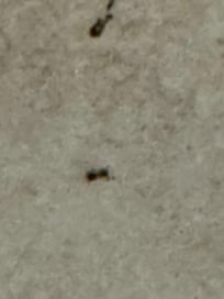 These along the walls of the bathrooms and u see the sink.