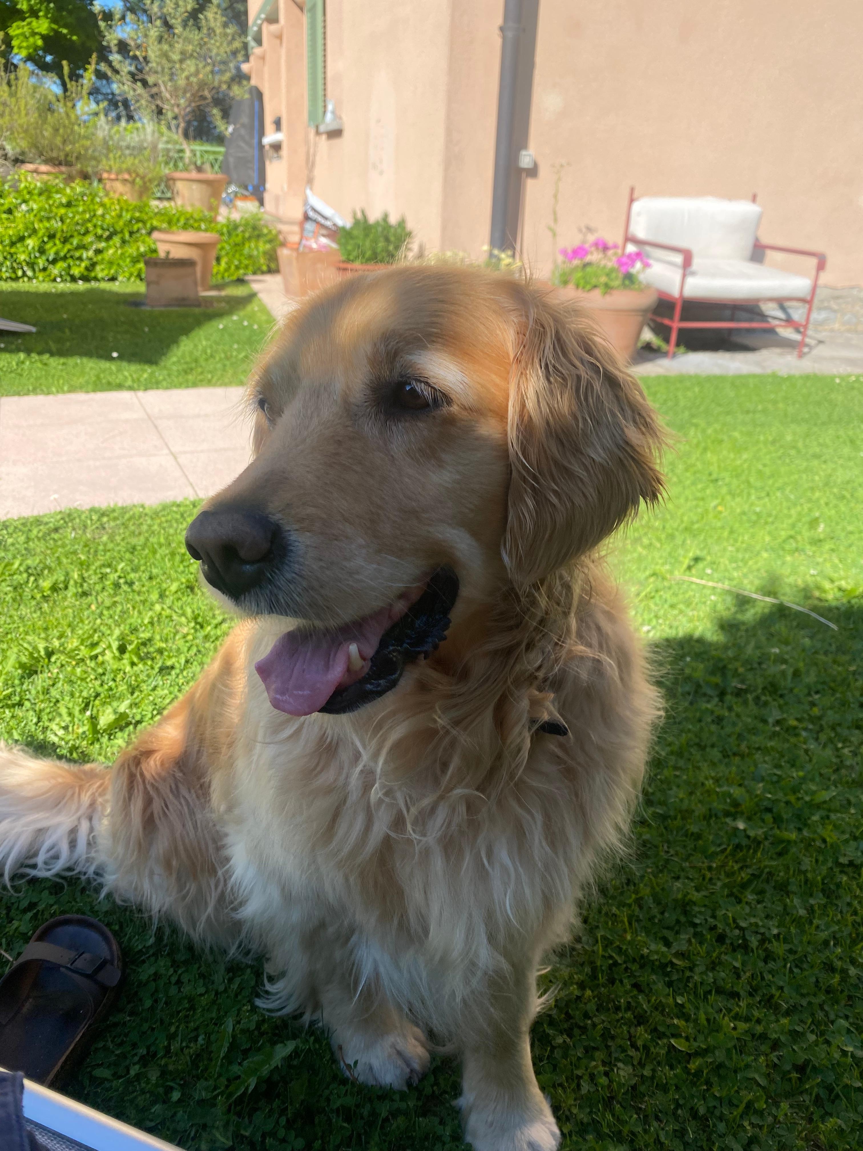 Nora the beautiful family dig