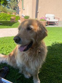 Nora the beautiful family dig