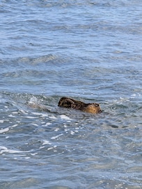 Turtle in nearby cove