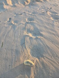 Man-a-war on beach in front of condo