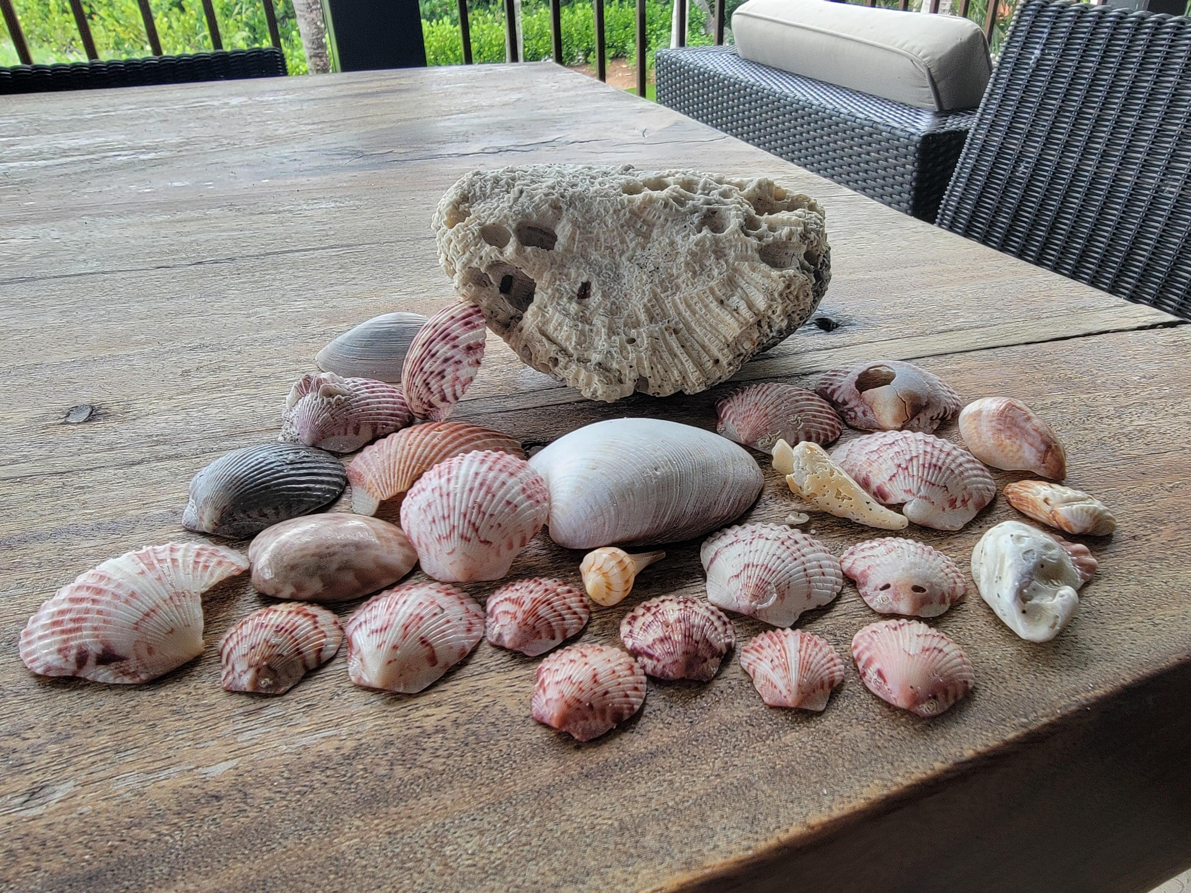 Shells, shells, shells.