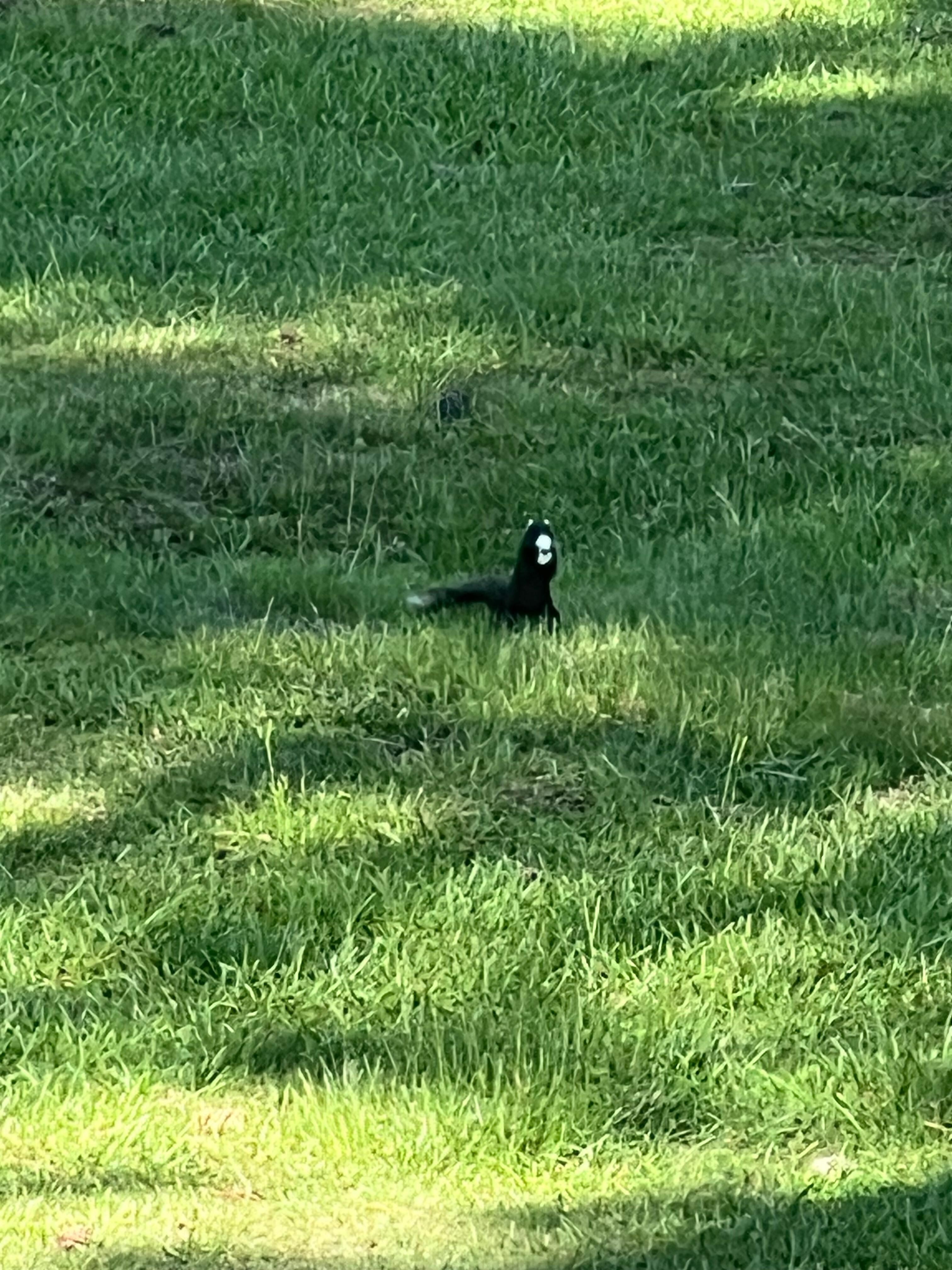 Never seen these types of squirrels in WI. They are called Fox Squirrels 