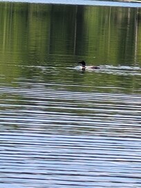 Loon