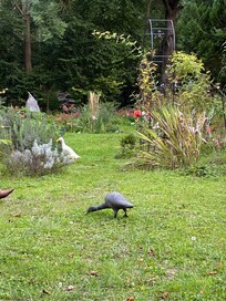 The garden with resident Indian Runner ducks