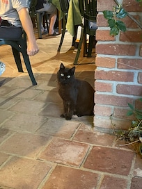 Kitty on property, not indoor cat but very nice and friendly. Didn’t bother us.
