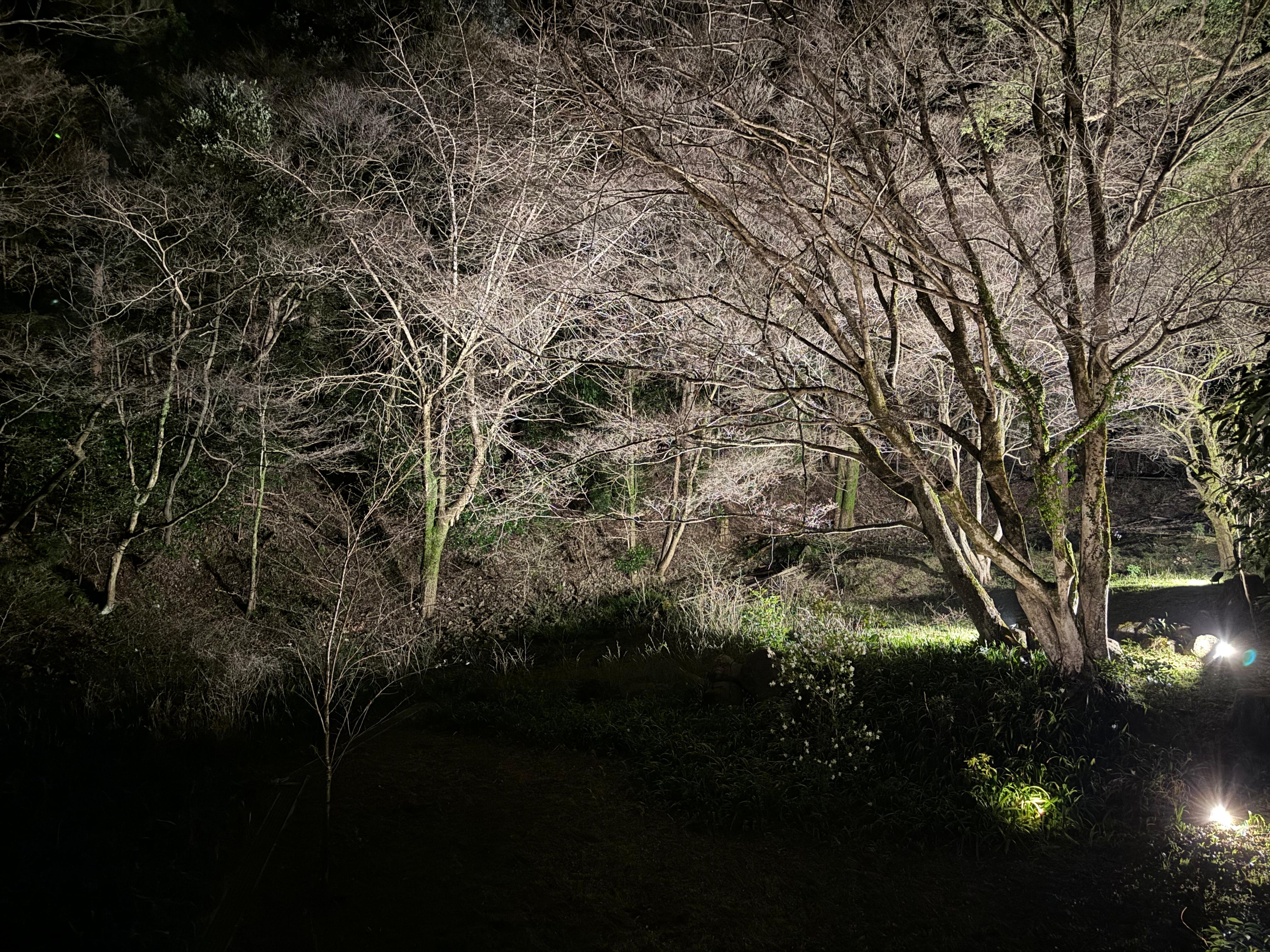 Night view of garden