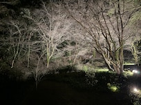 Night view of garden