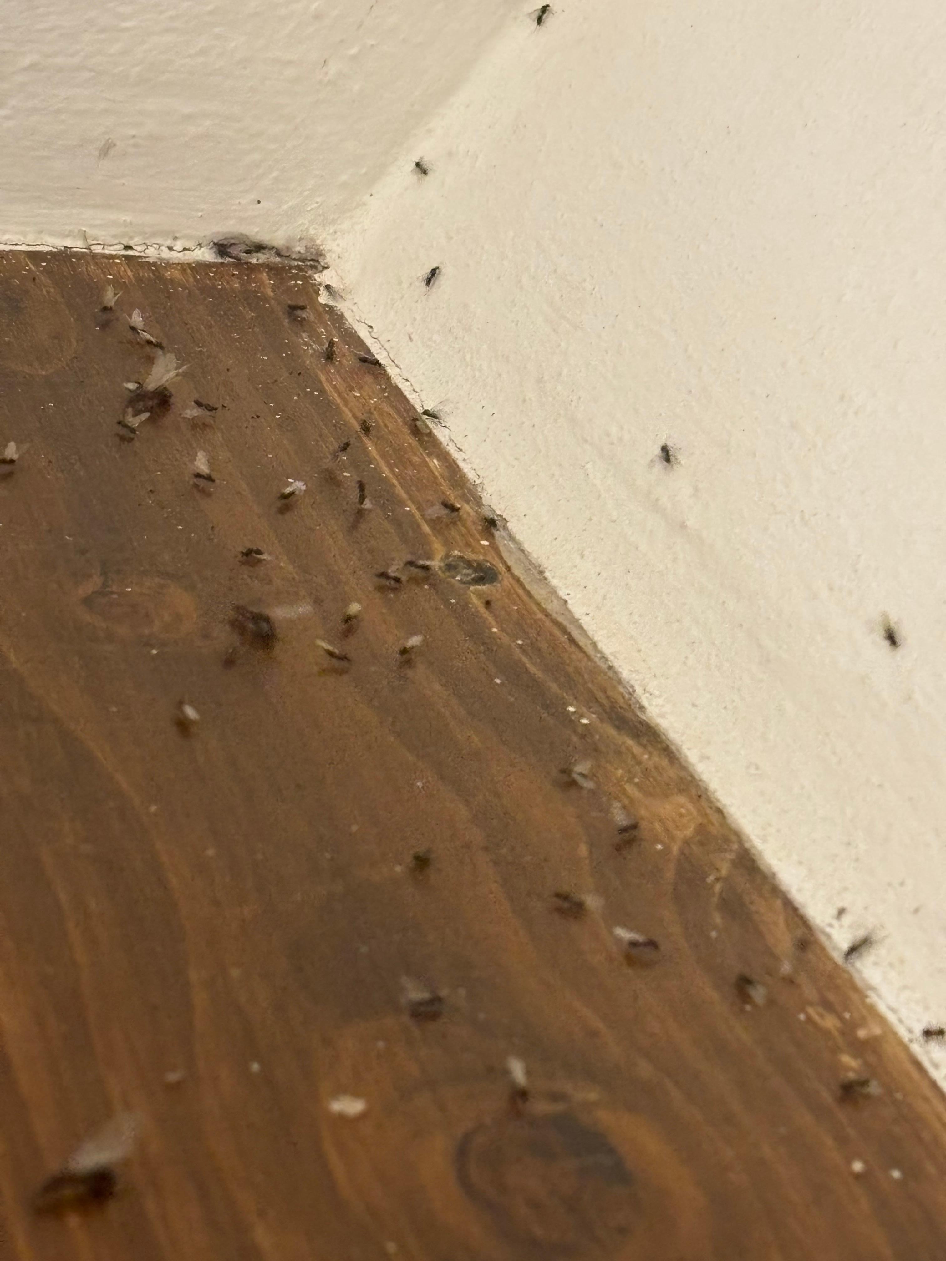 Ants everywhere