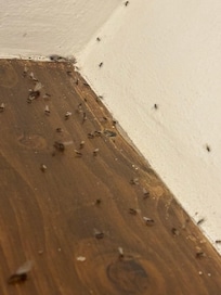 Ants everywhere