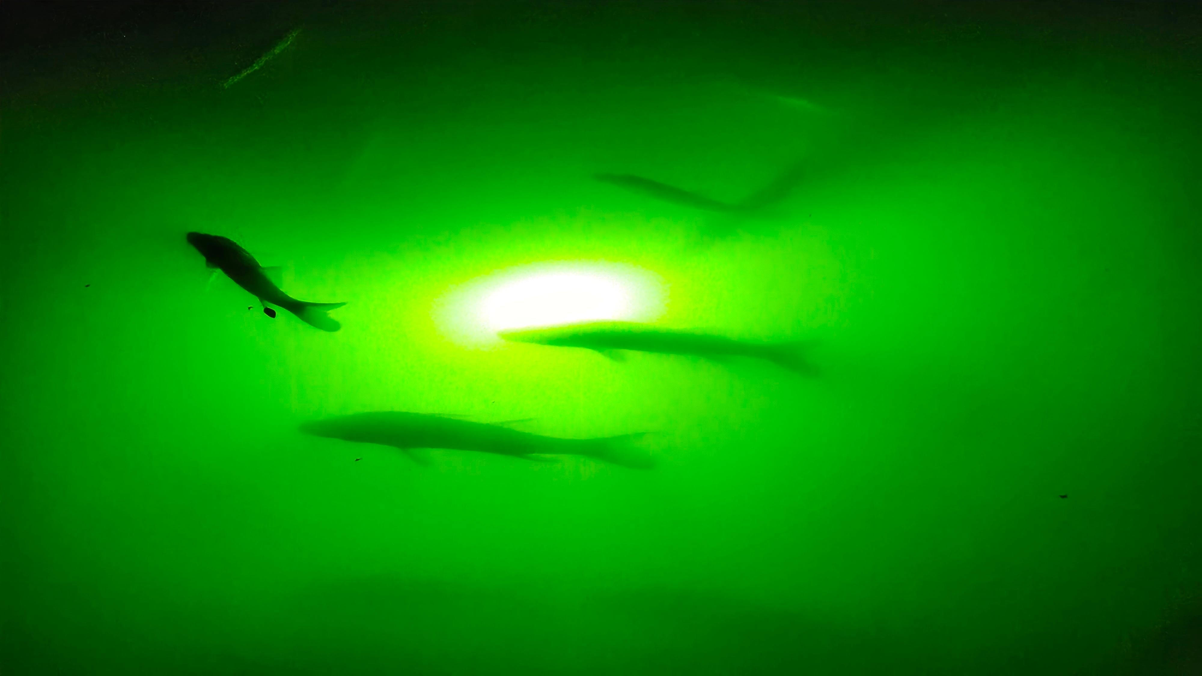 Snook off the dock in the fish light!