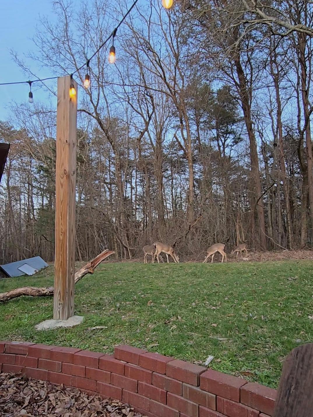 Deer came within 20ft of us while we sat by firepit.