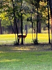They are so curious, they come right up to you, as long as you don't make any sudden movements.