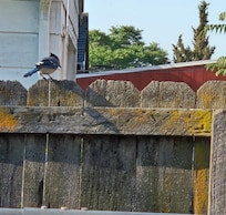 Cute little Blue Jay sitting on the fence the morning of our departure.