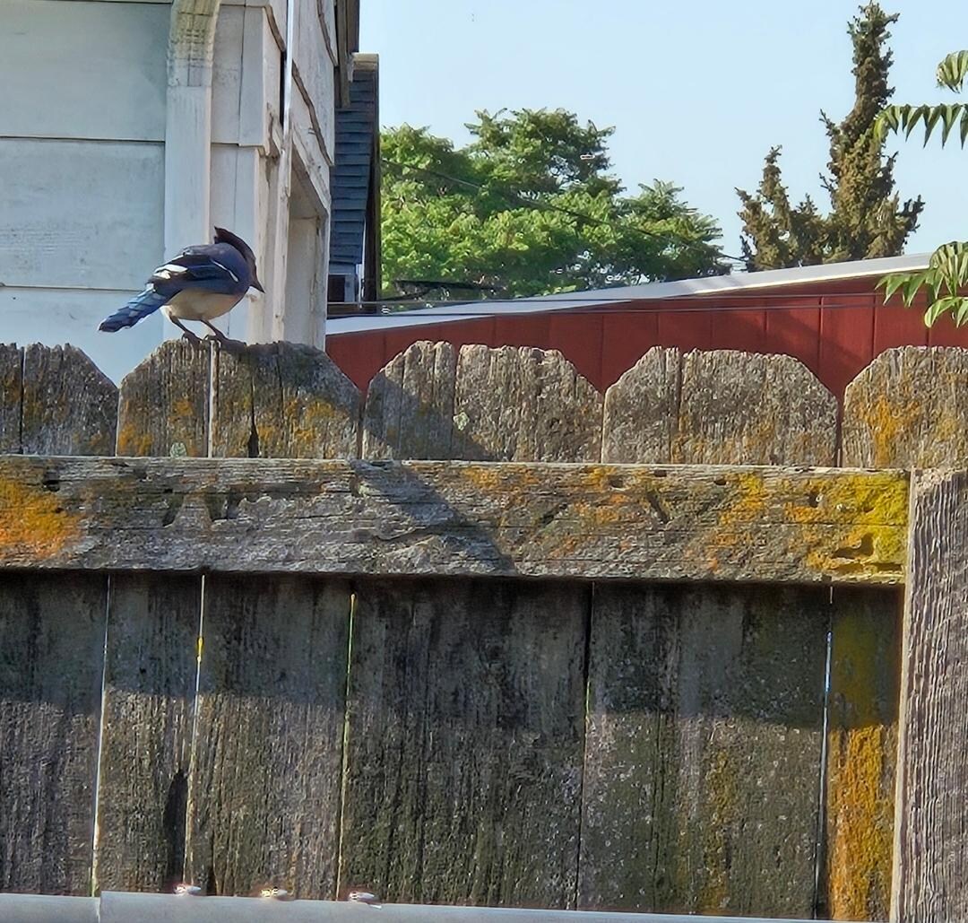 Cute little Blue Jay sitting on the fence the morning of our departure.