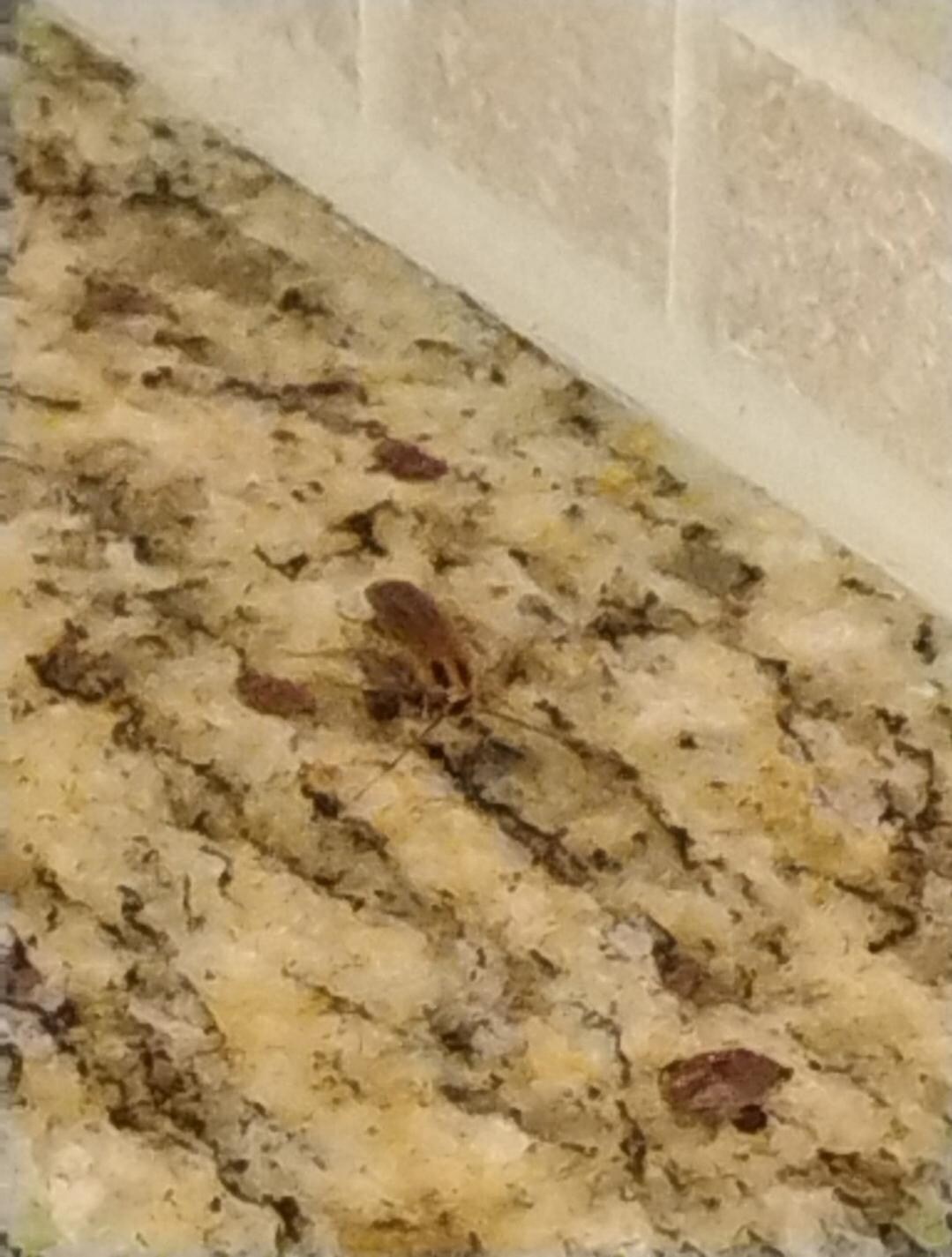 Roach in kitchen 