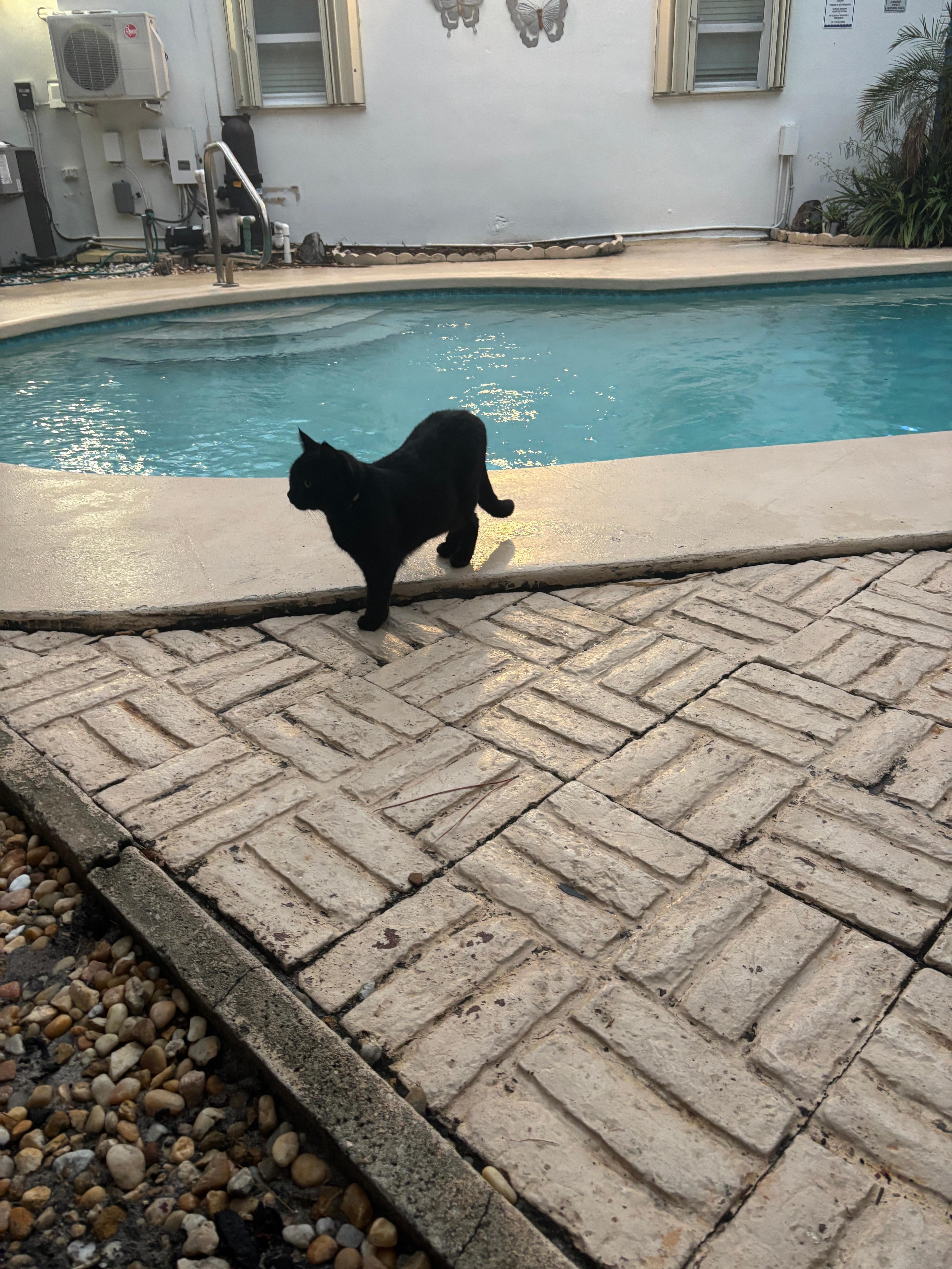 We called this sweet cat #notourcat kids loved him 