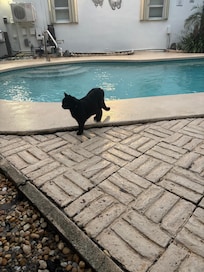 We called this sweet cat #notourcat kids loved him