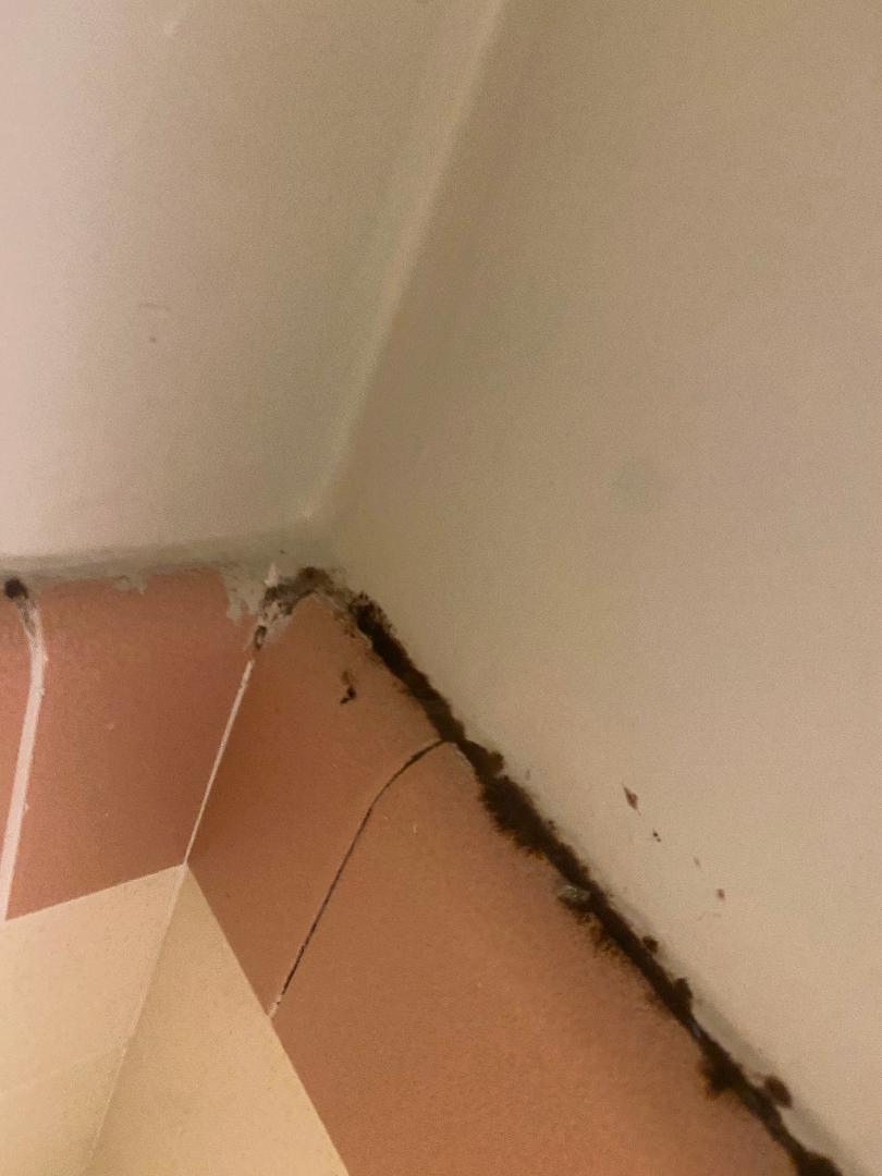 Black Mold In the Shower