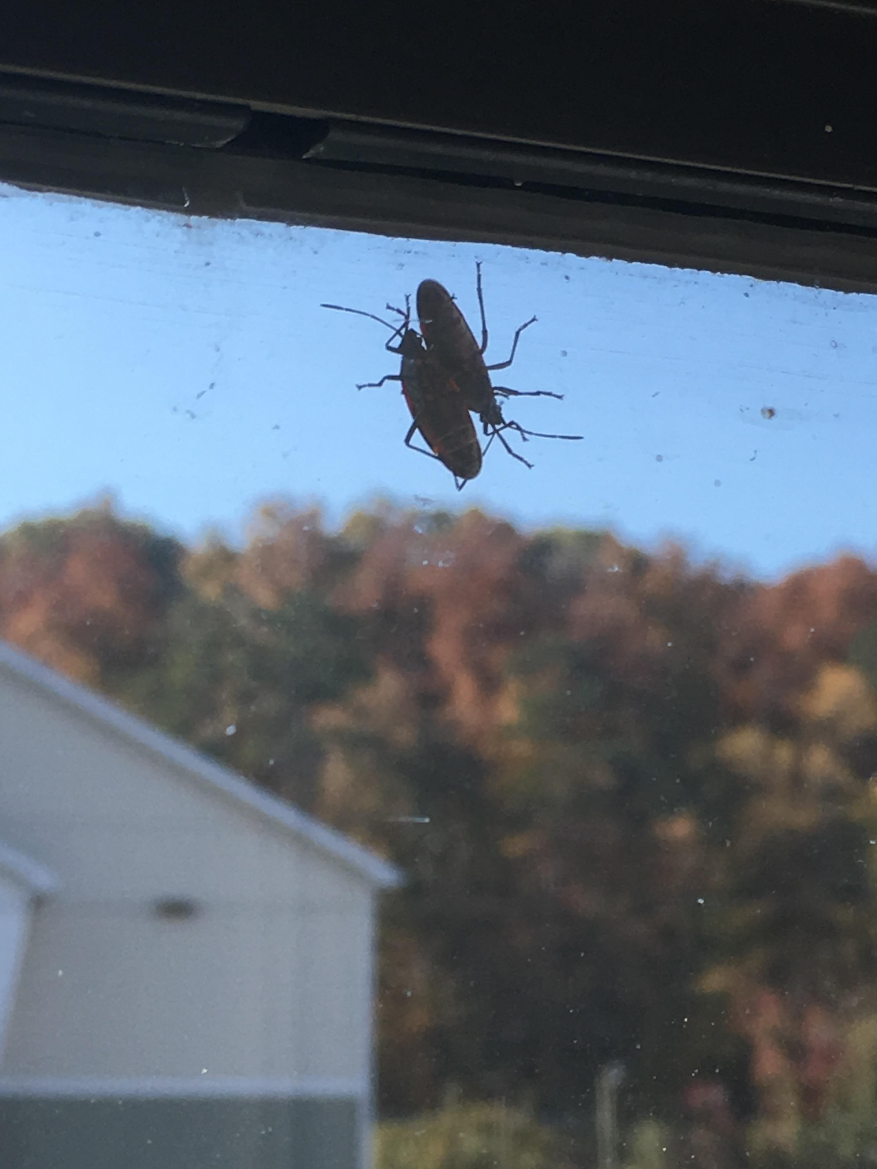 Bugs