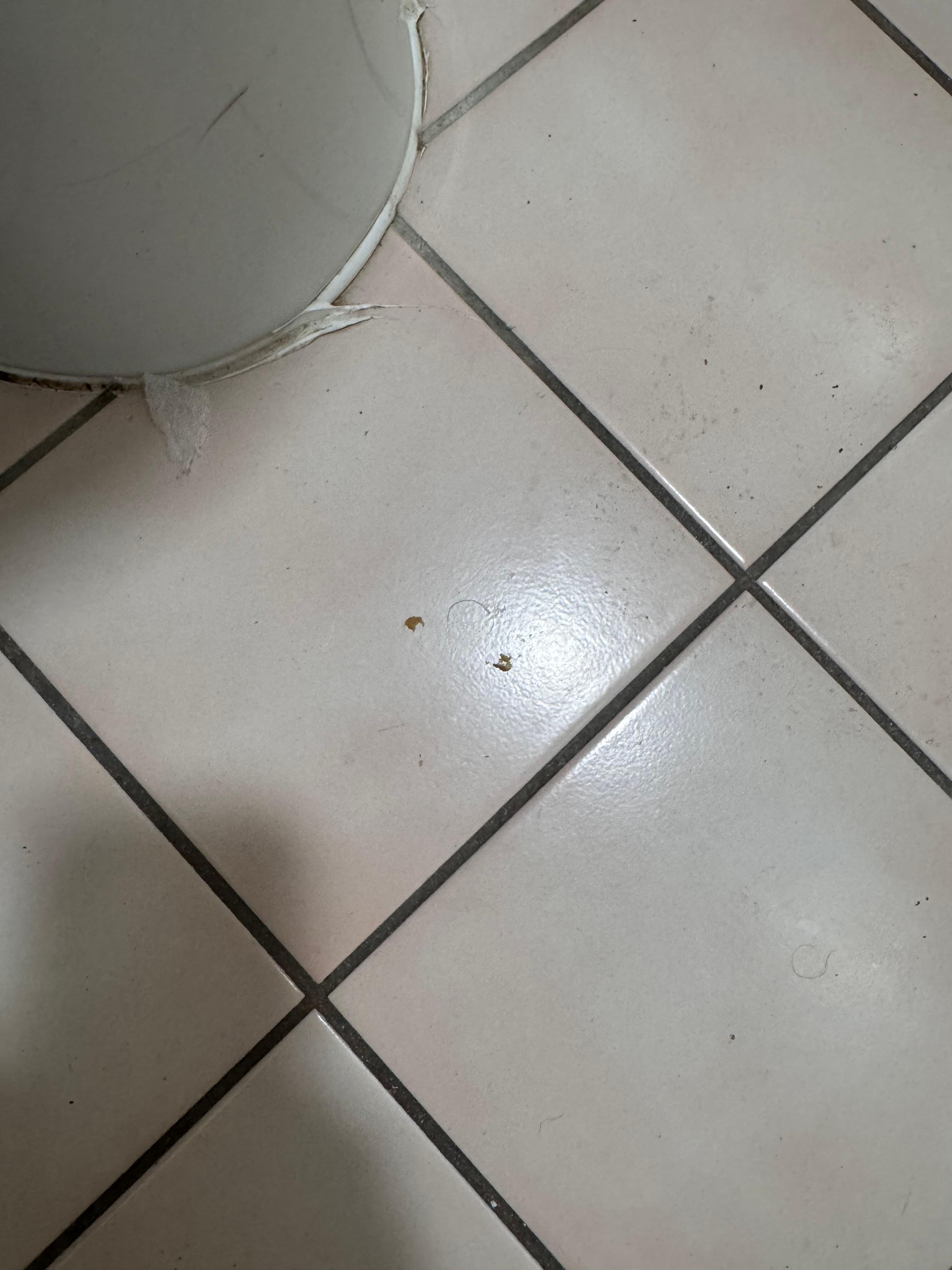 Poop on the bathroom floor 