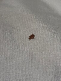 Bedbug