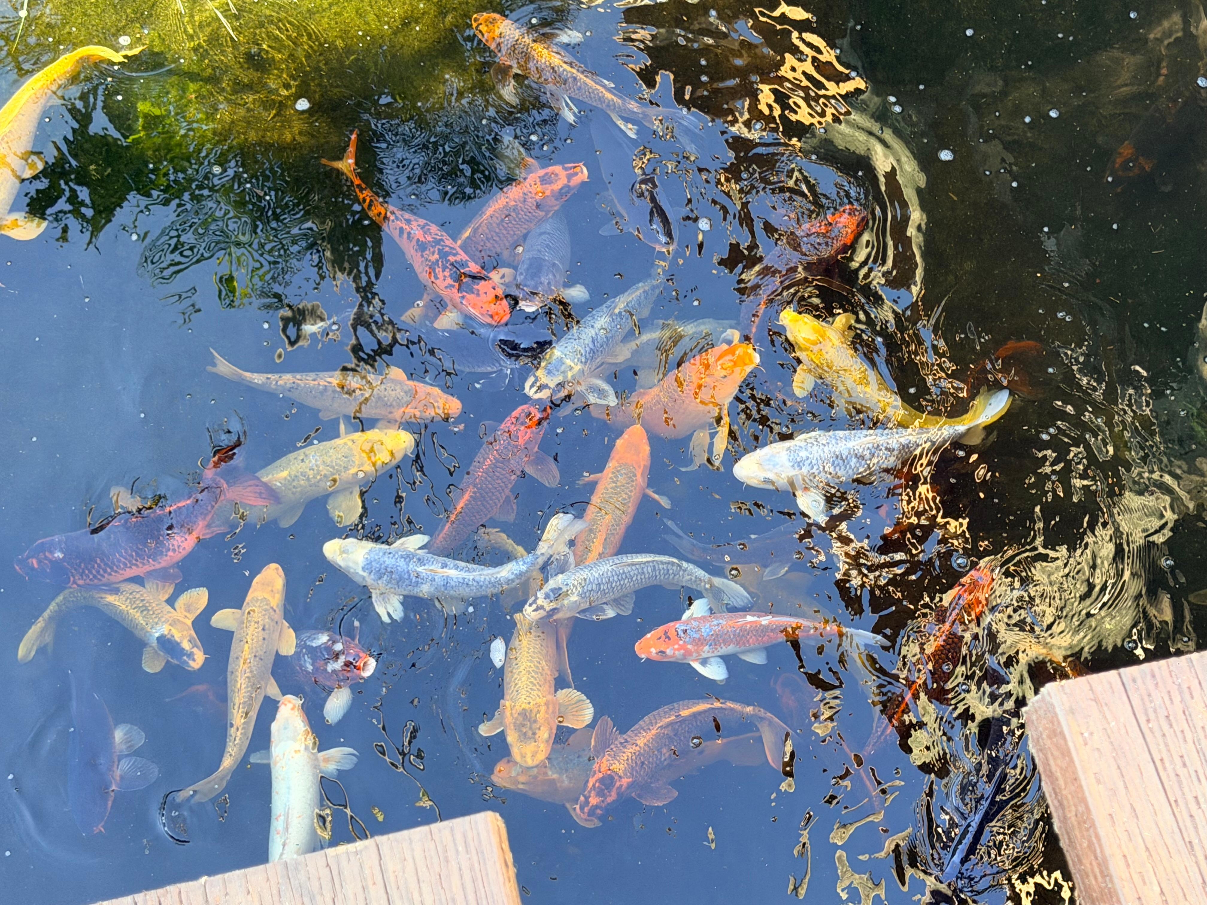 Fishing Koi Pond