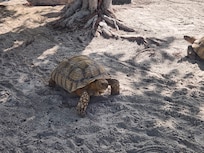 Tortoise within the hotel area