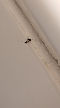 Roach in the bathroom